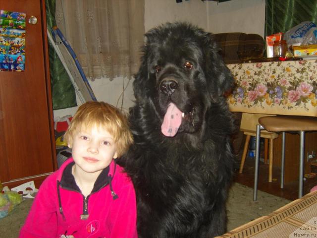 Фото: ньюфаундленд Ryabinushka ot Sibirskogo Medvedya (Рябинушка от Сибирского Медведя)