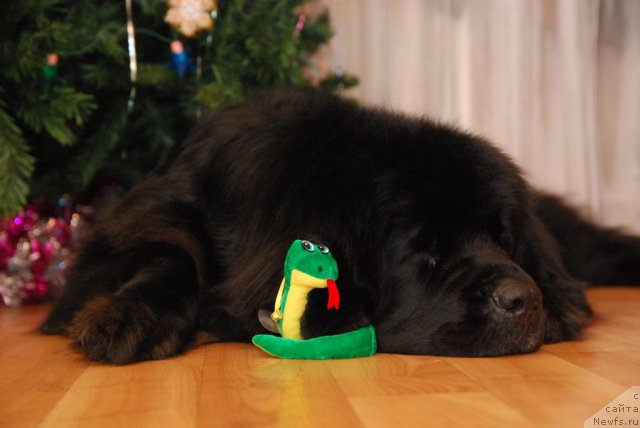 Фото: ньюфаундленд Formula Lyubvi ot Sibirskogo Medvedya (Формула Любви от Сибирского Медведя)