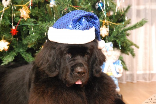 Фото: ньюфаундленд Formula Lyubvi ot Sibirskogo Medvedya (Формула Любви от Сибирского Медведя)