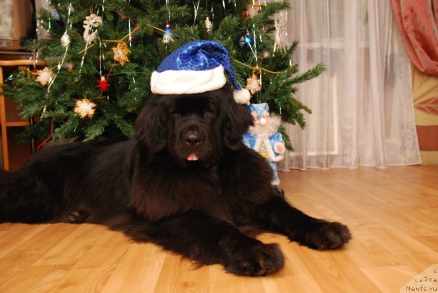 Фото: ньюфаундленд Formula Lyubvi ot Sibirskogo Medvedya (Формула Любви от Сибирского Медведя)