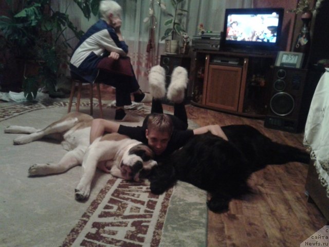 Фото: ньюфаундленд Uyutnaya Dolina Ayelita Marinus (Уютная Долина Аэлита Маринус)