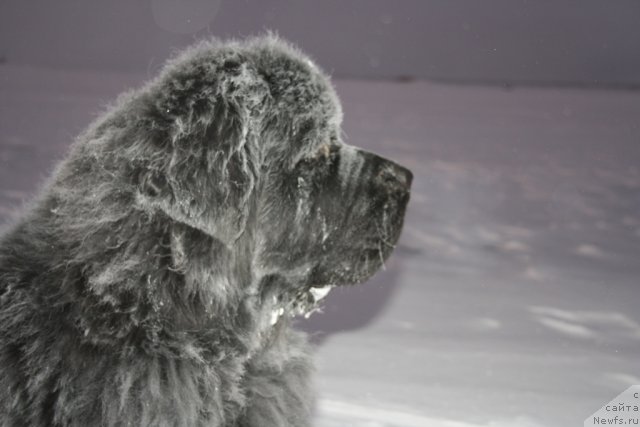 Фото: ньюфаундленд Beguschaya po Volnam Zero Kool (Бегущая по Волнам Зеро Коол)