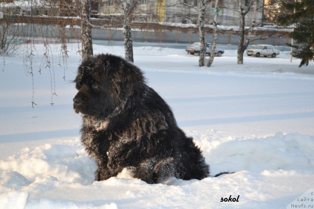 Фото: ньюфаундленд Divnaya Noch' iz Tihogo Omuta (Дивная Ночь из Тихого Омута)