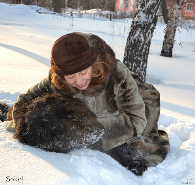 Фото: ньюфаундленд Divnaya Noch' iz Tihogo Omuta (Дивная Ночь из Тихого Омута)