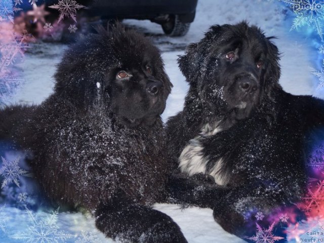 Фото: ньюфаундленд Piternyuf Enigma (Питерньюф Енигма), ньюфаундленд Pitern'yuf CHabot Armagnak (Питерньюф Чабот Армагнак)