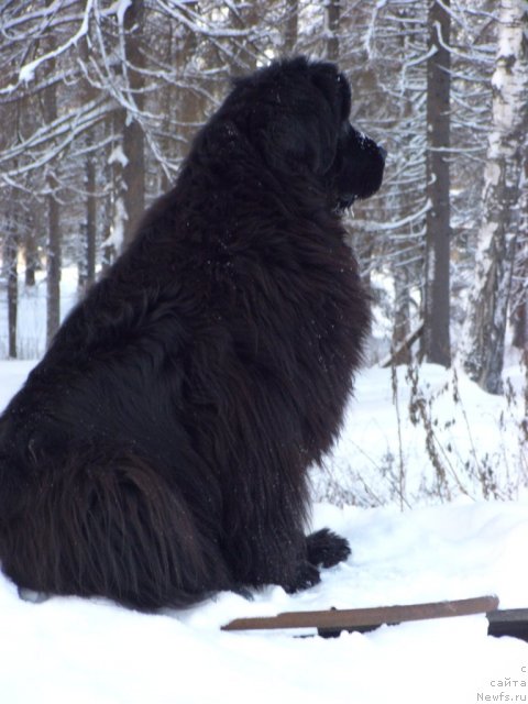 Фото: ньюфаундленд Baryishnya (Барышня)