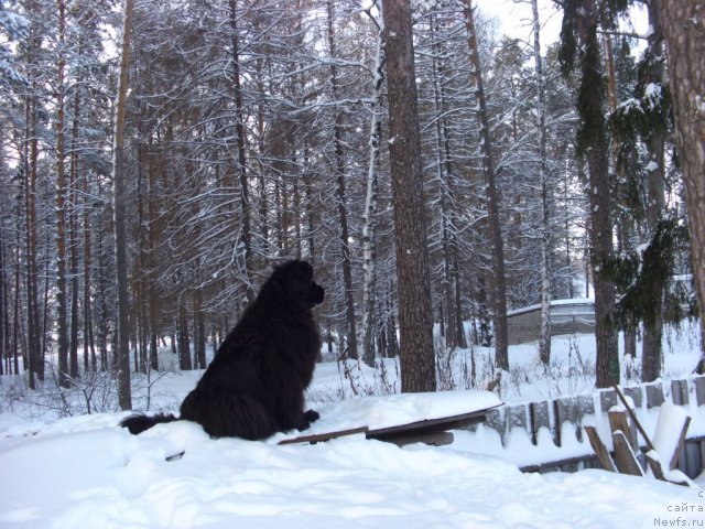 Фото: ньюфаундленд Baryishnya (Барышня)