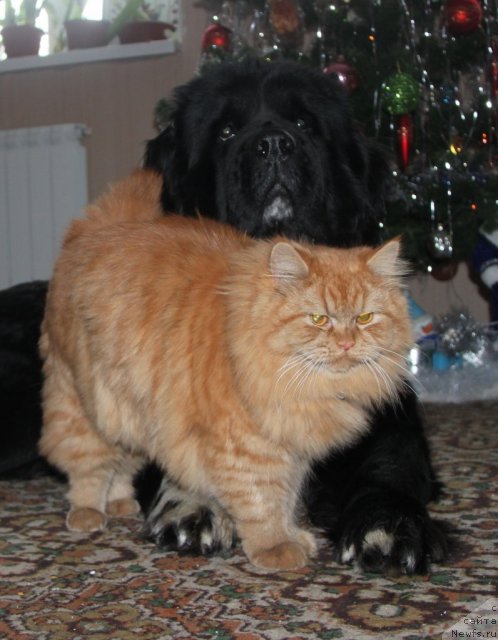 Фотография № 113799