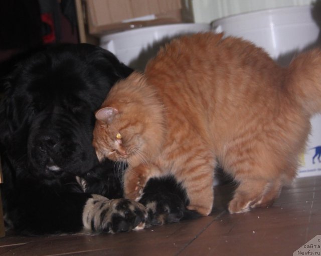 Фотография № 113803