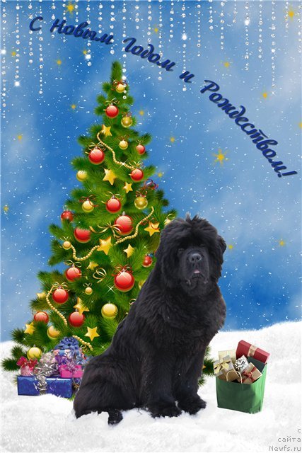 Фото: ньюфаундленд Smigar Nimfeya Neotrazimaya (Смигар Нимфея Неотразимая)