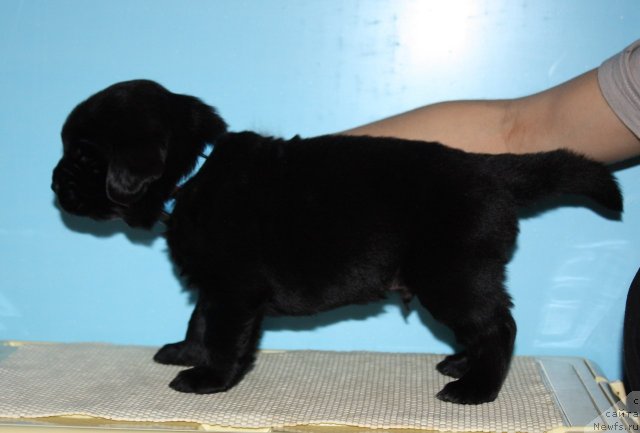 Фото: ньюфаундленд Soul of Rouz Alister (Соул оф Роуз Алистер)