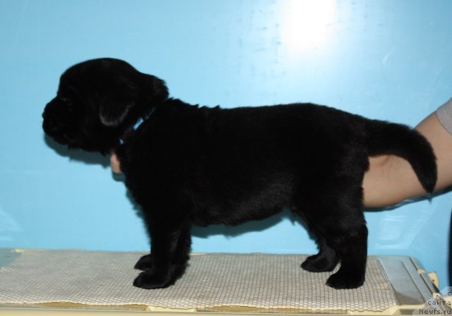 Фото: ньюфаундленд Soul of Rouz Alister (Соул оф Роуз Алистер)