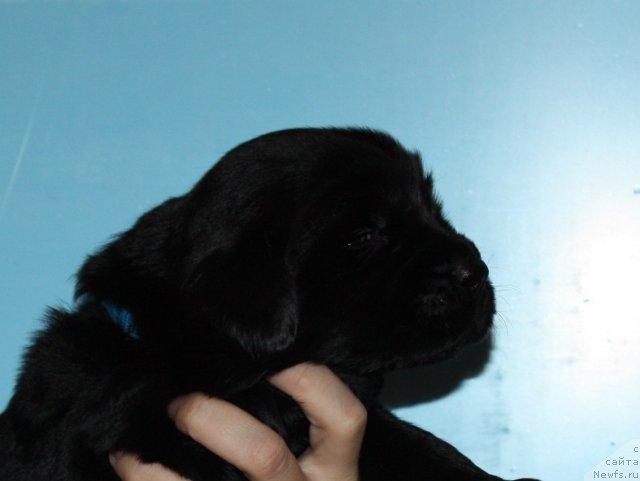 Фото: ньюфаундленд Soul of Rouz Alister (Соул оф Роуз Алистер)