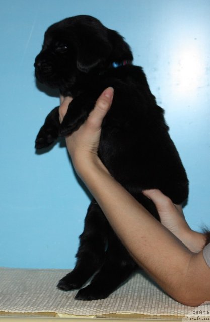 Фото: ньюфаундленд Soul of Rouz Alister (Соул оф Роуз Алистер)