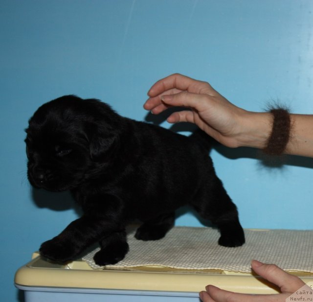 Фото: ньюфаундленд Soul of Rouz Alister (Соул оф Роуз Алистер)