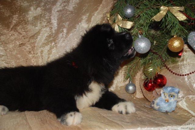 Фото: ньюфаундленд Fluffy Avalanch Yankee Doodle (Флюфи Аваланч Янки Дудле)