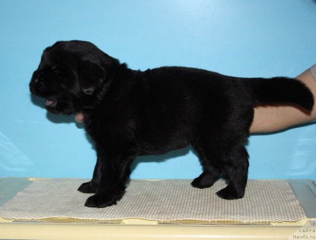 Фото: ньюфаундленд Soul of Rouz Azura (Соул оф Роуз Азура)