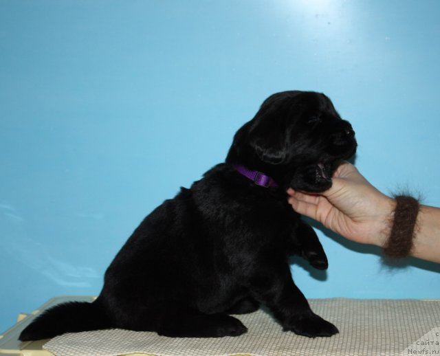 Фото: ньюфаундленд Soul of Rouz Azura (Соул оф Роуз Азура)