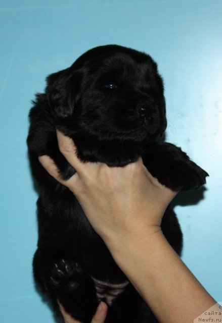 Фото: ньюфаундленд Soul of Rouz Azura (Соул оф Роуз Азура)