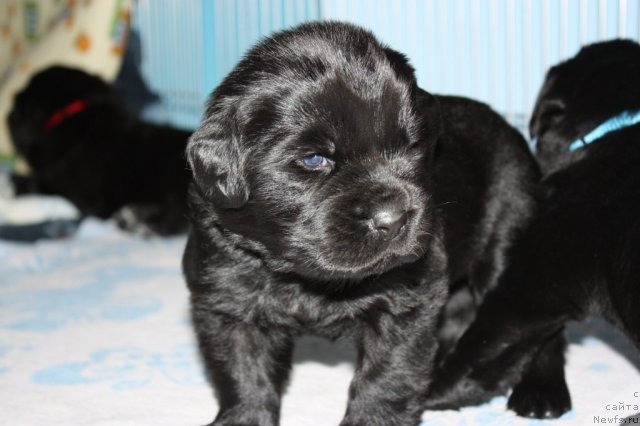 Фото: ньюфаундленд Chernyi Sharm Angel'skaya Krasota (Черный Шарм Ангельская Красота)