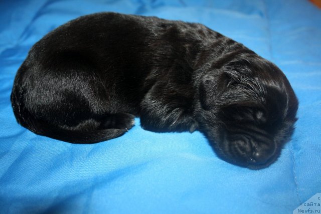 Фото: сынок, ньюфаундленд Super Premium Jani Monik (Супер Премиум Жани Моник), ньюфаундленд Very Fairweathers X'Got The Rhythm