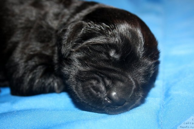 Фото: сынок, ньюфаундленд Super Premium Jani Monik (Супер Премиум Жани Моник), ньюфаундленд Very Fairweathers X'Got The Rhythm