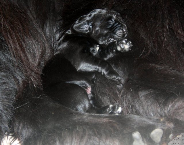 Фото: сын, ньюфаундленд Super Premium Jani Monik (Супер Премиум Жани Моник), ньюфаундленд Very Fairweathers X'Got The Rhythm