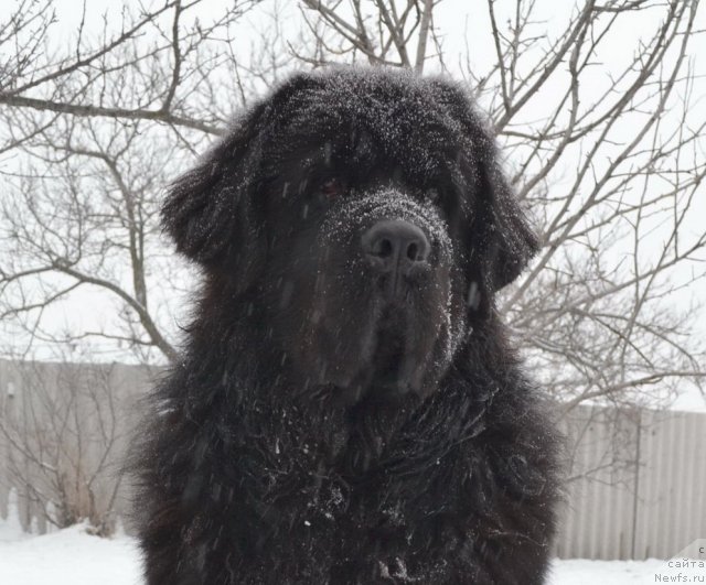 Фото: ньюфаундленд Veridan Zvezdnyiy Put' (Веридан Звездный Путь)