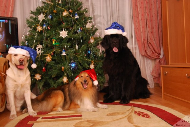 Фото: ньюфаундленд Formula Lyubvi ot Sibirskogo Medvedya (Формула Любви от Сибирского Медведя), Зара, Юджин