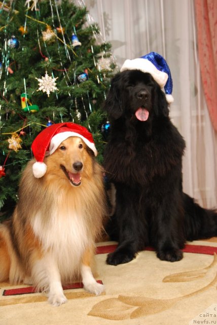 Фото: ньюфаундленд Formula Lyubvi ot Sibirskogo Medvedya (Формула Любви от Сибирского Медведя), Юджин