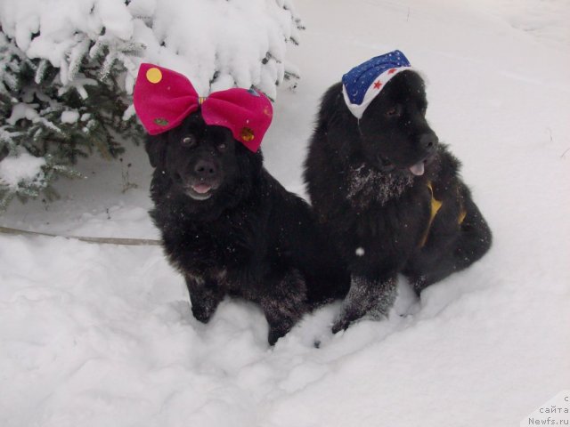 Фото: Лорочка, ньюфаундленд Kaiden Playful (Кайден Плейфул)