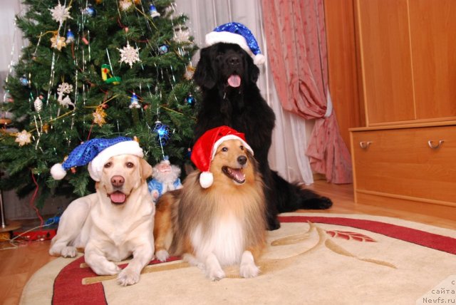 Фото: ньюфаундленд Formula Lyubvi ot Sibirskogo Medvedya (Формула Любви от Сибирского Медведя), Зара, Юджин