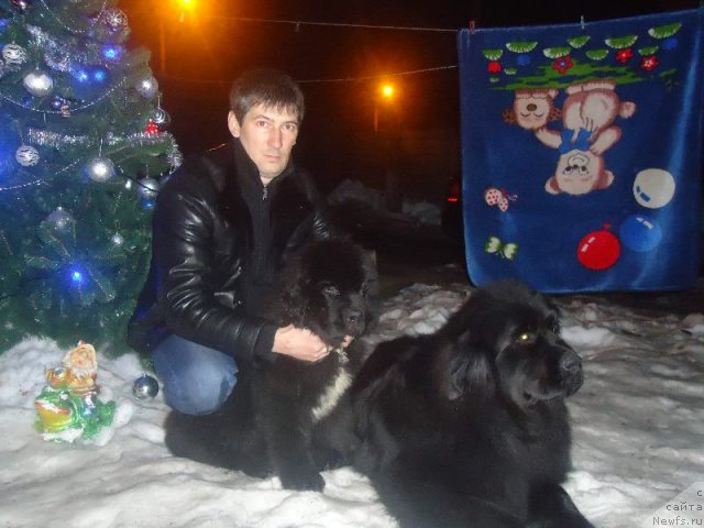 Фото: ньюфаундленд Virma Queen of Night Super Mishka, Оскар и папа Тарас