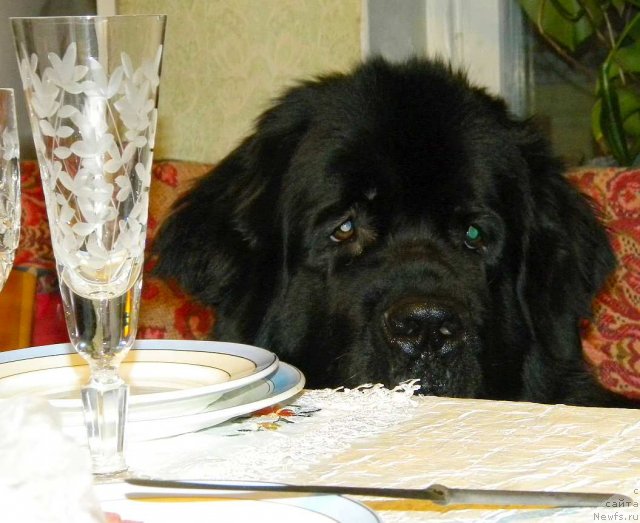 Фото: ньюфаундленд Aquatoriya Kelvin Kadril (Акватория Келвин Кадриль)