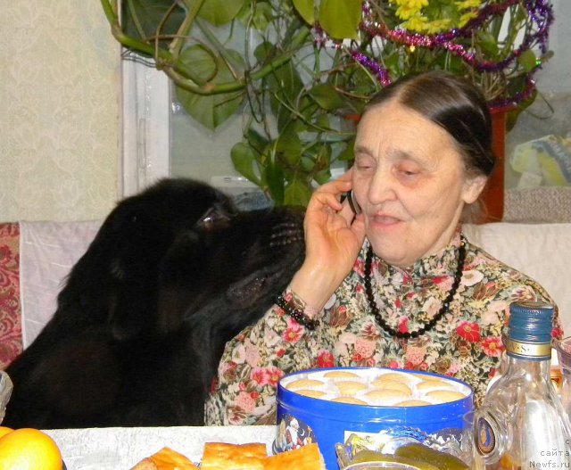 Фото: ньюфаундленд Aquatoriya Kelvin Kadril (Акватория Келвин Кадриль)