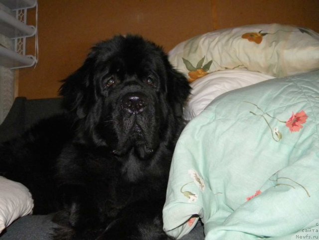 Фото: ньюфаундленд Aquatoriya Kelvin Kadril (Акватория Келвин Кадриль)