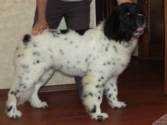 Фото: ньюфаундленд Sent Djons Camilla (Сент Джонс Цамилла)