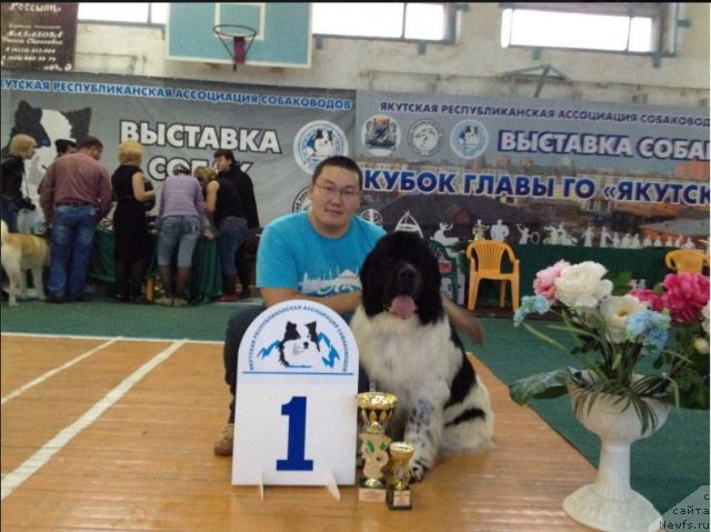 Фото: ньюфаундленд Sent Djons Cepheus (Сент Джонс Цефей)