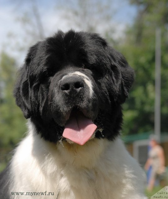 Фото: ньюфаундленд Sent Djons Centurion (Сент Джонс Центурион)