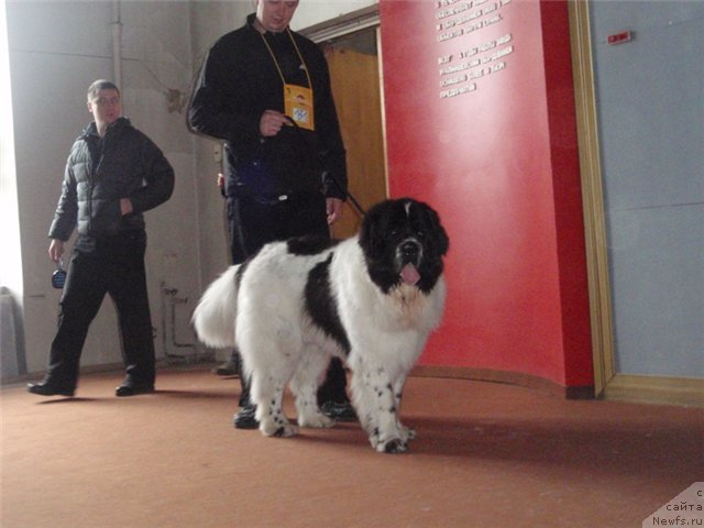 Фото: ньюфаундленд Sent Djons Cyclamen (Сент Джонс Цикламен)