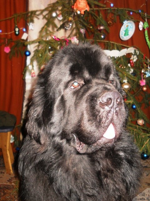 Фото: ньюфаундленд Aquatoriya Kelvin Kilimandzharo (Акватория Келвин Килиманджаро)