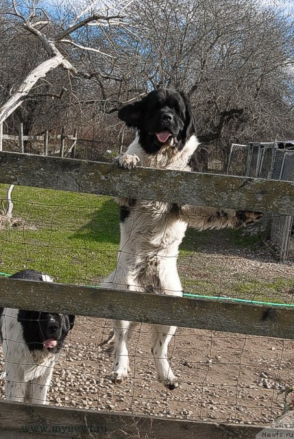 Фото: ньюфаундленд Sent Djons Ceylon for ThreePond (Сент Джонс Цейлон фор Трипонд)