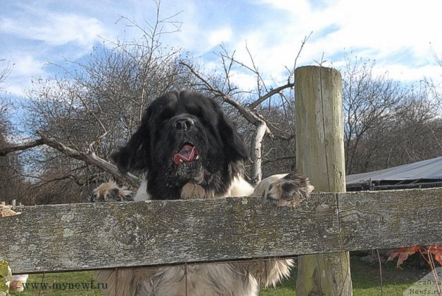 Фото: ньюфаундленд Sent Djons Ceylon for ThreePond (Сент Джонс Цейлон фор Трипонд)