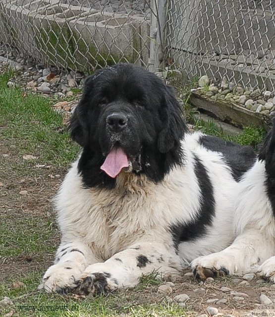 Фото: ньюфаундленд Sent Djons Ceylon for ThreePond (Сент Джонс Цейлон фор Трипонд)