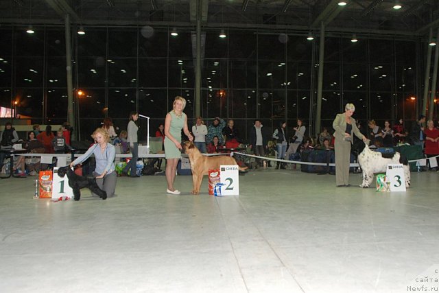 Фото: ньюфаундленд Skazochnaya Kroha Prelestnaya Blondi (Сказочная Кроха Прелестная Блонди), Nina Bazulina (Нина Базулина)