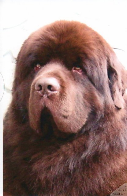 Фото: ньюфаундленд Ais Cream Ambassador