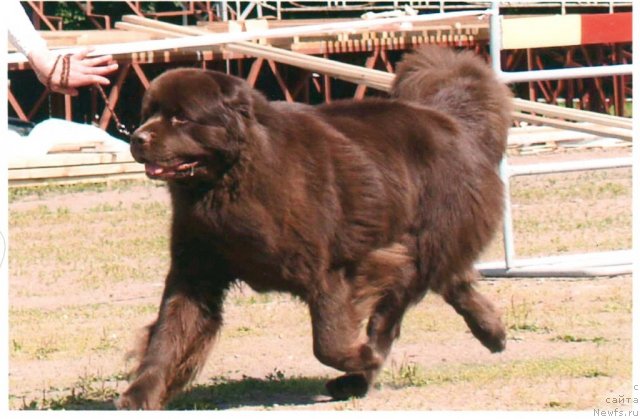 Фото: ньюфаундленд Ais Cream Ambassador