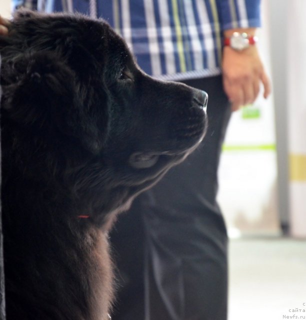 Фотография № 113944