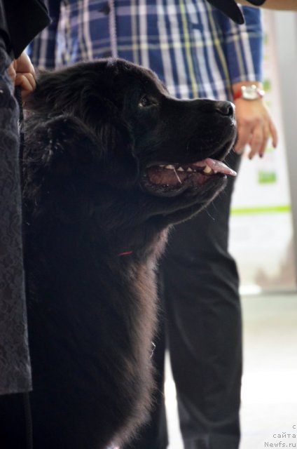 Фотография № 113946