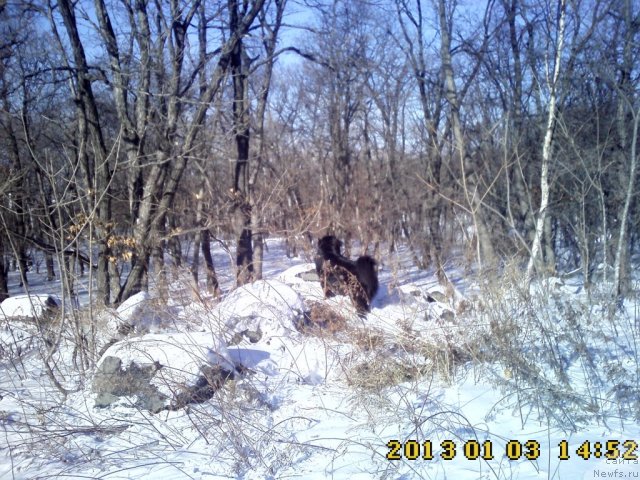 Фото: ньюфаундленд Nessi Blyek s  Lesnoy Zaimki (Несси Блэк с  Лесной Заимки)